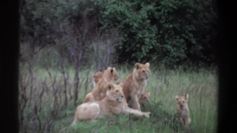 1969 Lagos 8mm frame of several lionesses and cubs in tall grass, including a small cub standing to the right.