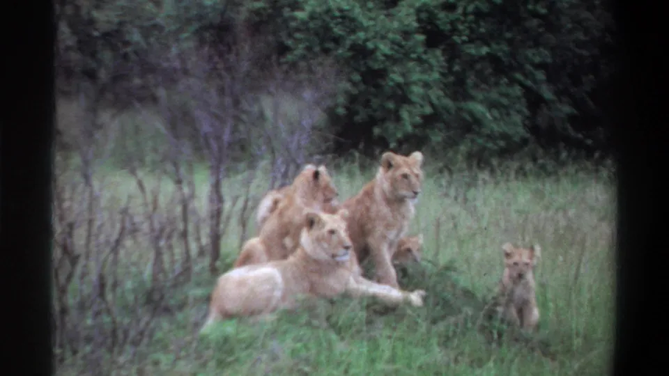 1969 Lagos 8mm frame showing lionesses lying and sitting alertly in grass while cubs remain close by.