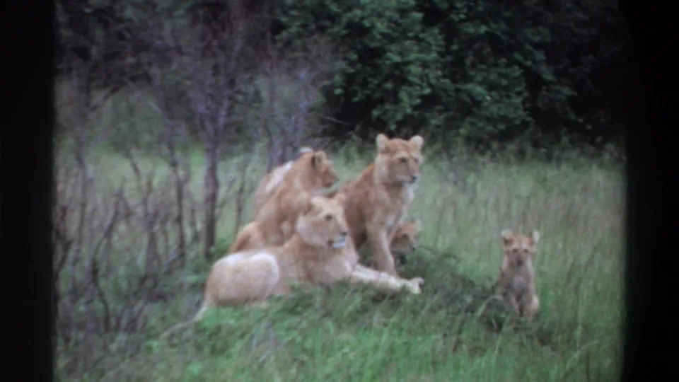 1969 Lagos 8mm frame of lionesses and cubs resting in tall grass, with a small cub standing at the right edge of the group.