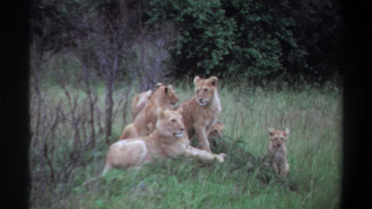 1969 8mm footage from Lagos, Nigeria, showing lionesses or young lions and a cub resting in grass with brush and trees behind them.