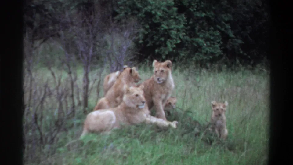 1969 8mm footage from Lagos, Nigeria, showing lionesses or young lions and a cub resting in grass with brush and trees behind them.