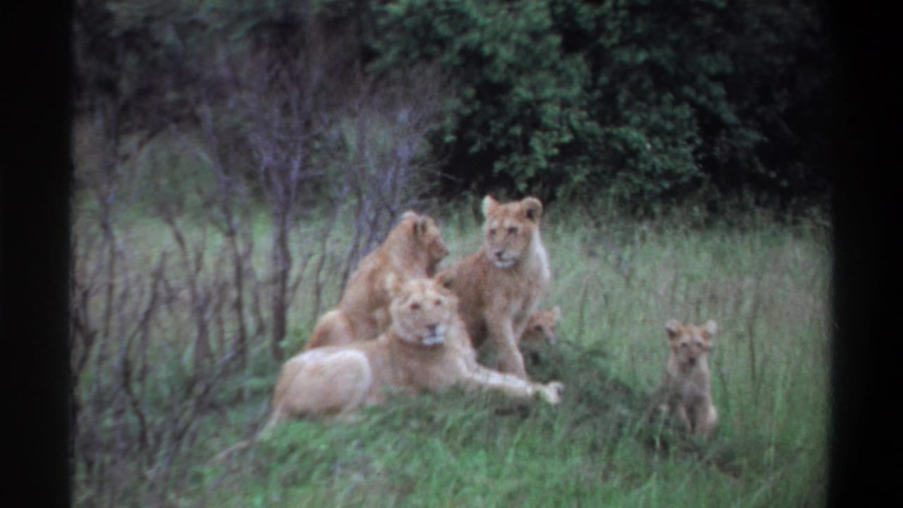 Lion group lying and sitting in grass with one cub apart at right.