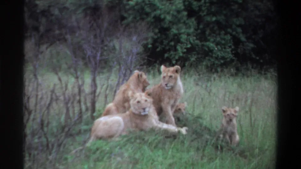 A handheld 8mm view shows a small group of lions in tall grass, with one cub sitting apart near the right side of the frame.