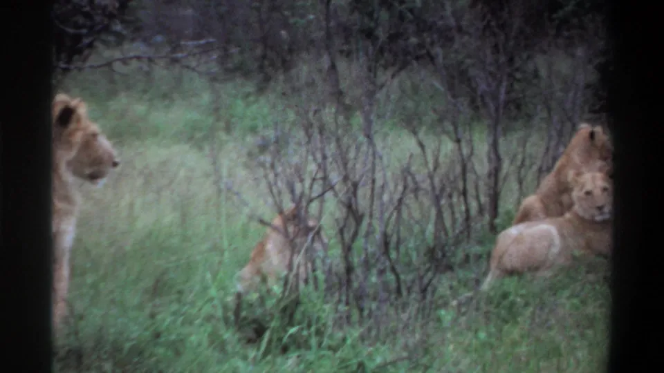 Lions appear partially hidden among tall grass and bare shrubs, with the handheld frame catching animals at the left and right edges.