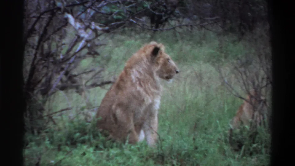 A seated lion faces to the side in tall grass, with another lion or cub partly visible near the right edge against a brushy backdrop.