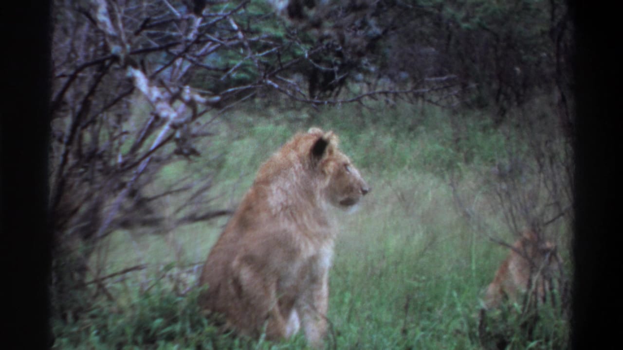 1969 Lagos, Nigeria 8mm frame showing a lion seated in green grass with brush and dark tree trunks around it.