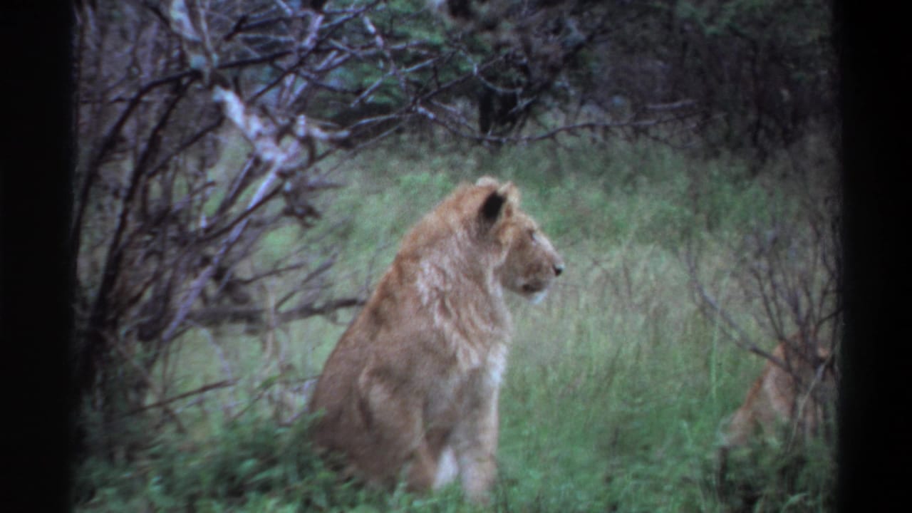 Lion in profile sitting in grass near brush and trees.