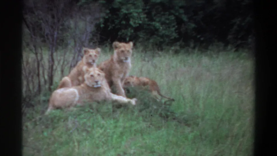 1969 Lagos, Nigeria 8mm frame showing multiple lions resting together in grass, with brush and greenery behind them.