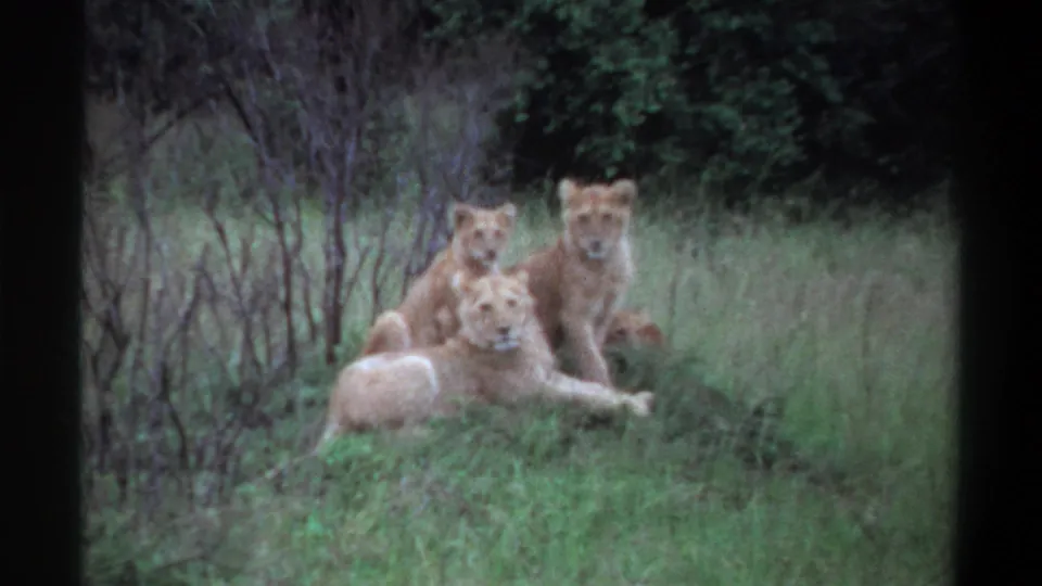 1969 Lagos, Nigeria frame showing a small group of lions in grass, with two animals facing toward the camera.