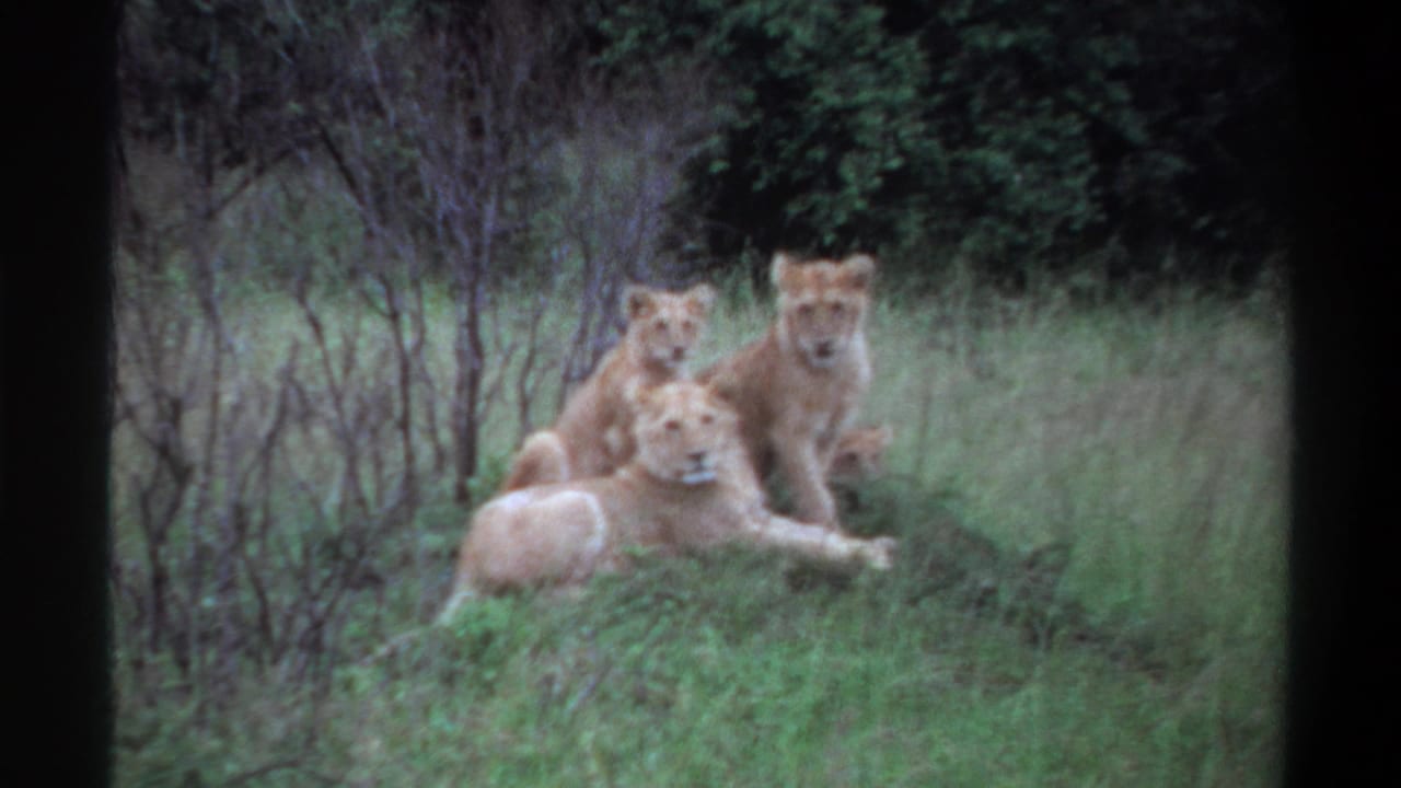1969 8mm footage from Lagos, Nigeria, showing three lions lying together in green grass near sparse brush and a dark treeline.