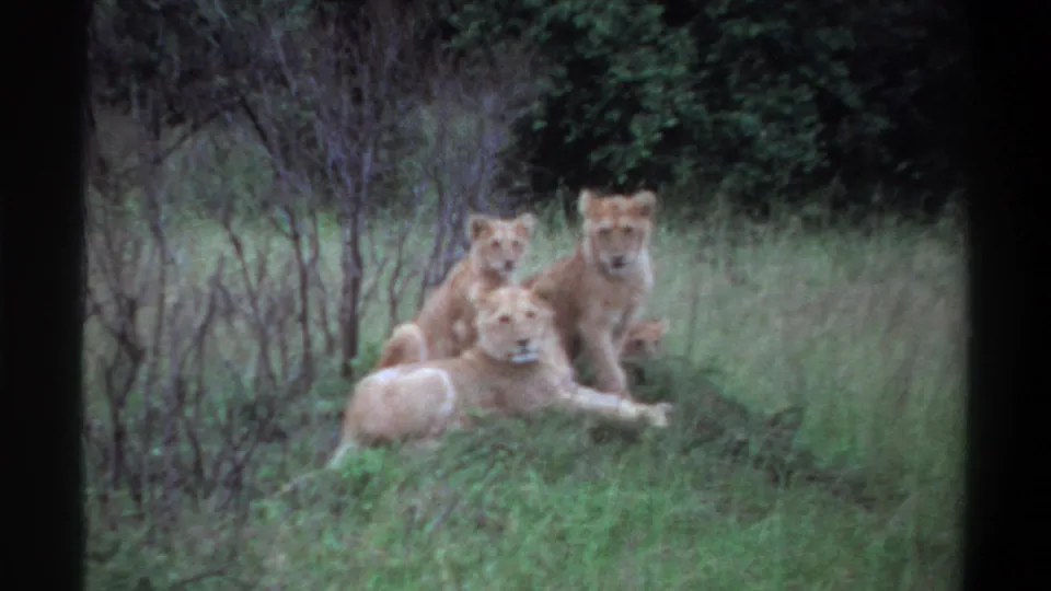 1969 8mm footage from Lagos, Nigeria, showing three lions lying together in green grass near sparse brush and a dark treeline.