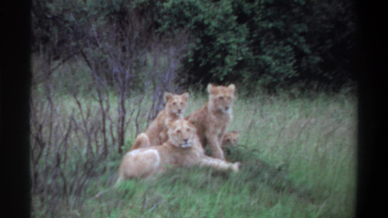 The lions remain grouped on a grassy patch in the Lagos, Nigeria 1969 home-movie footage, with shrubs and trees behind them.