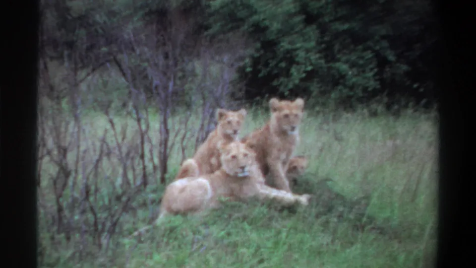 Three lions are visible on a low green slope, framed by sparse brush and darker trees in the 1969 Lagos, Nigeria 8mm scene.