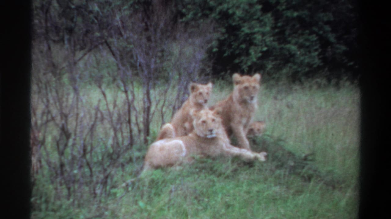 1969 Lagos, Nigeria 8mm frame showing a lioness and cubs resting together in green grass near brush.