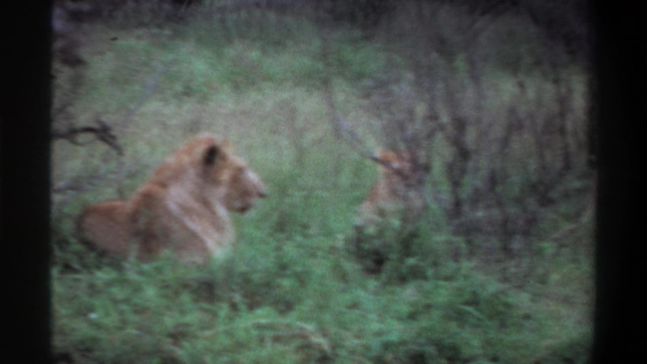 Adult lion in grass facing a smaller lion partly hidden by vegetation.