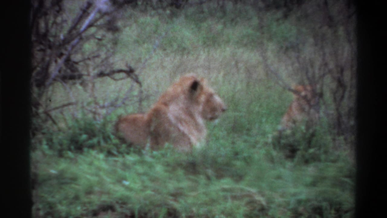 1969 Lagos, Nigeria 8mm frame showing an adult lion in profile with another lion partly visible through grass.