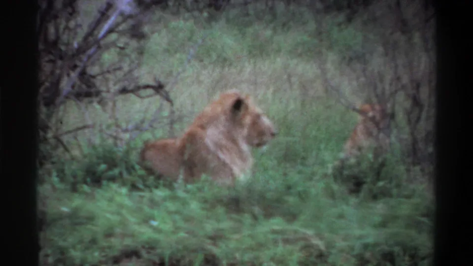1969 Lagos, Nigeria 8mm frame showing an adult lion in profile with another lion partly visible through grass.