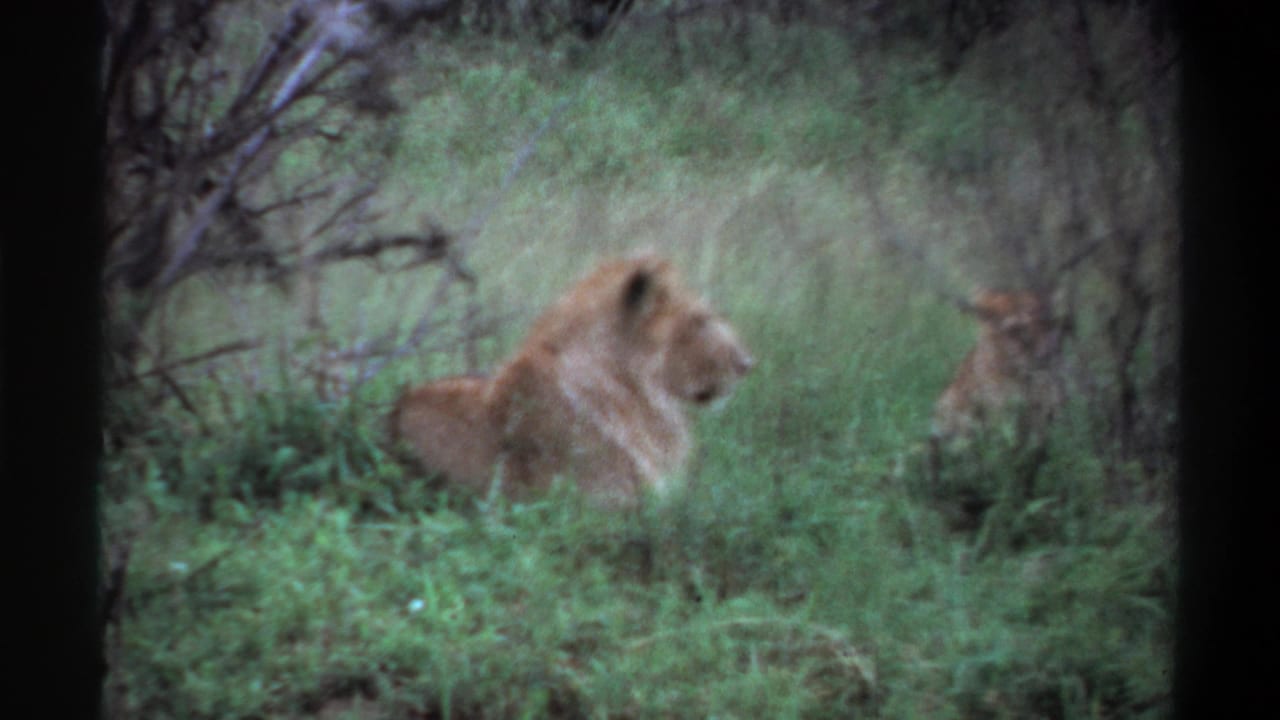 1969 Lagos, Nigeria 8mm frame showing a lion resting in tall green grass with brush behind it and a dark projector-like border.