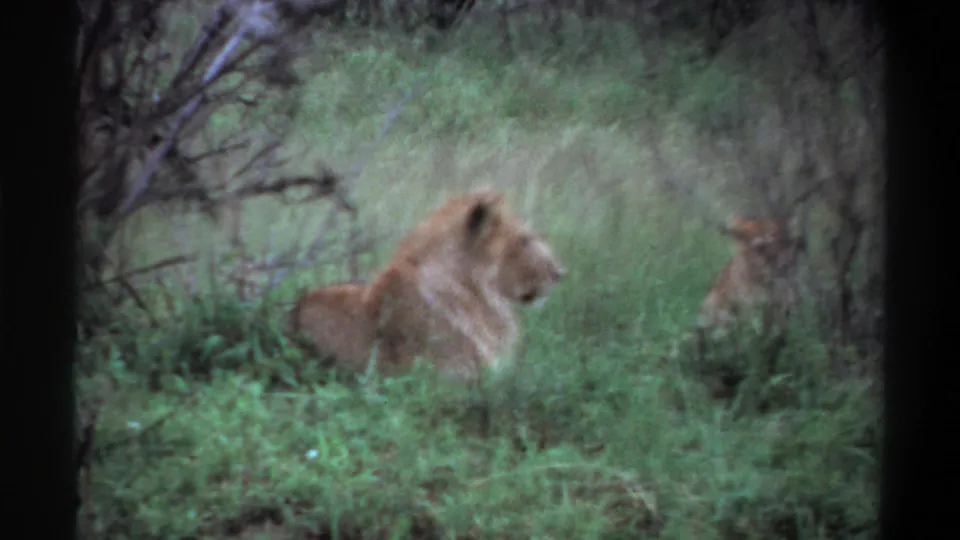 1969 Lagos, Nigeria 8mm frame showing a lion resting in tall green grass with brush behind it and a dark projector-like border.