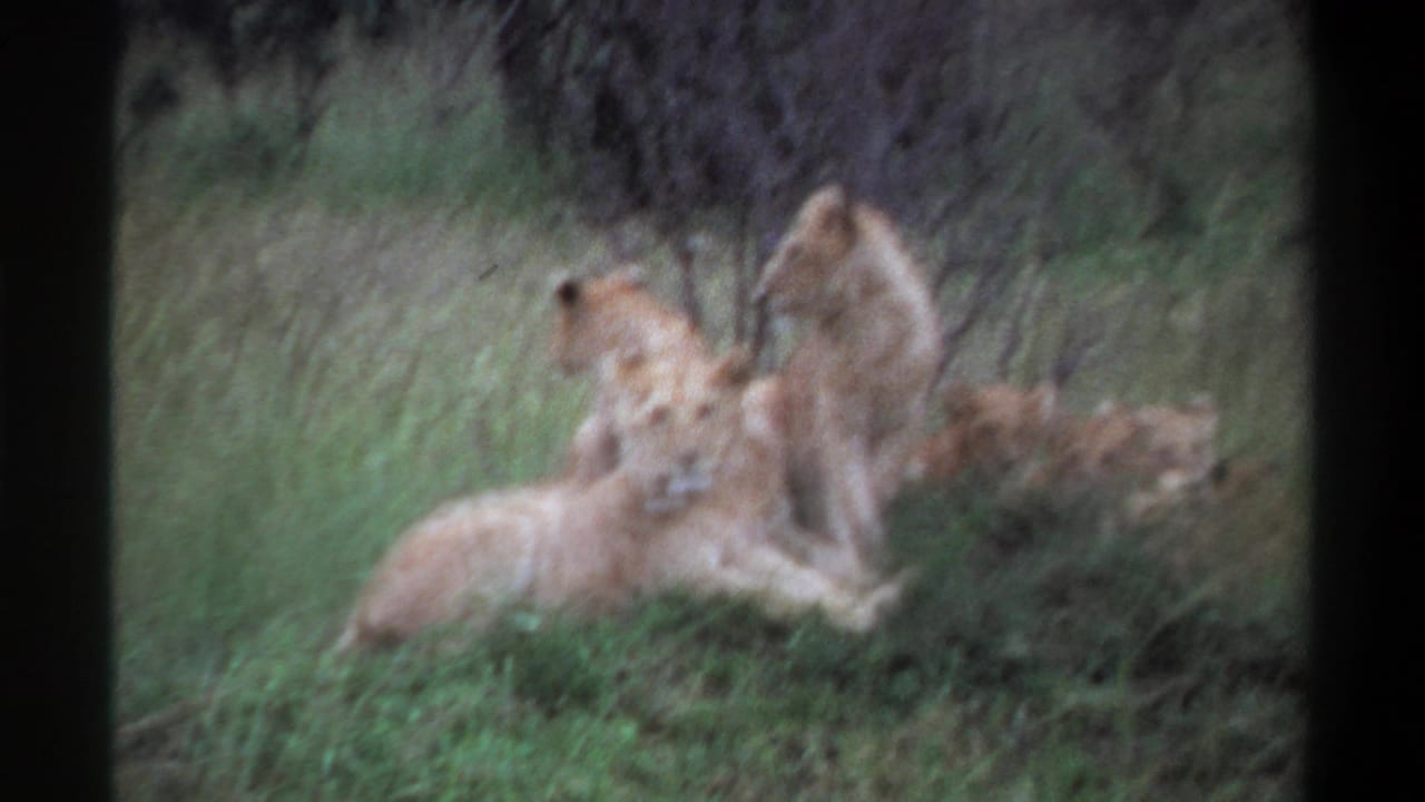1969 Lagos, Nigeria 8mm frame of a pride resting in grass, including a larger lion upright and others lying close by.