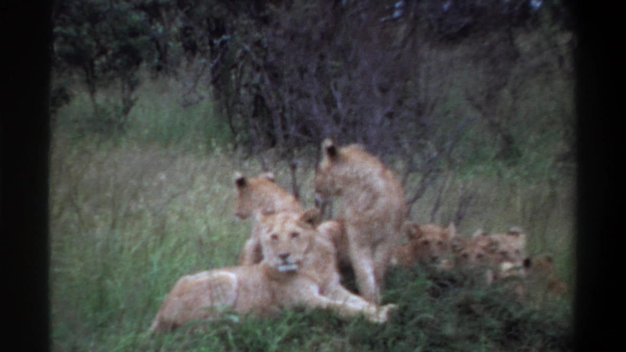 1969 Lagos, Nigeria 8mm frame with a foreground lion facing the camera and additional lions partly visible in the grass behind.