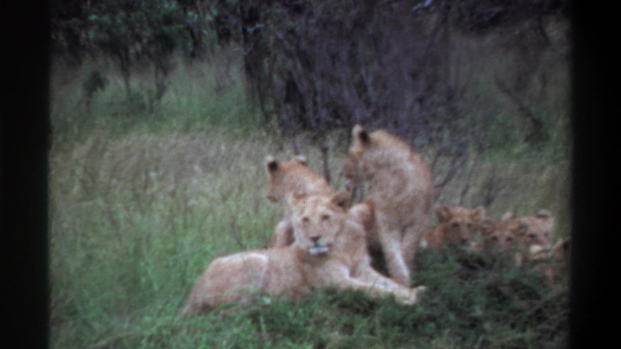 1969 Lagos, Nigeria 8mm frame showing a foreground lion lying in grass, a larger lion upright behind it, and other lions close by.