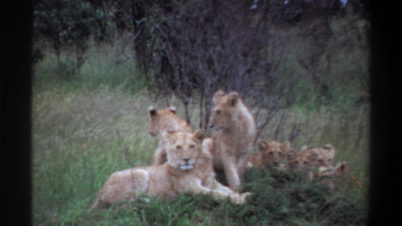 1969 Lagos, Nigeria 8mm frame showing a lioness in front with other lionesses and cubs resting in grass.
