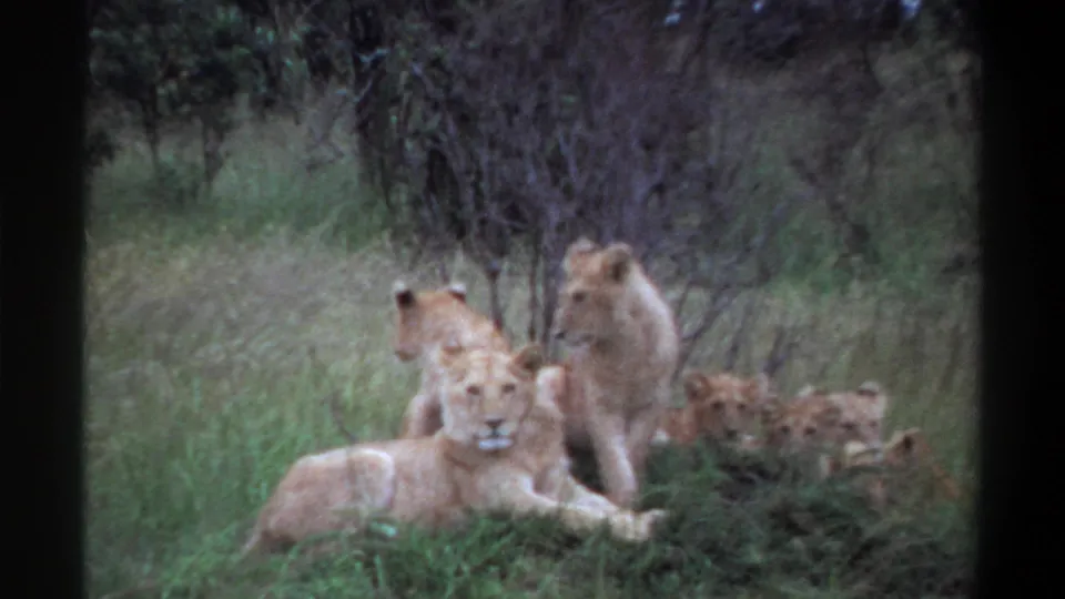 1969 Lagos, Nigeria 8mm frame showing a lioness in front with other lionesses and cubs resting in grass.