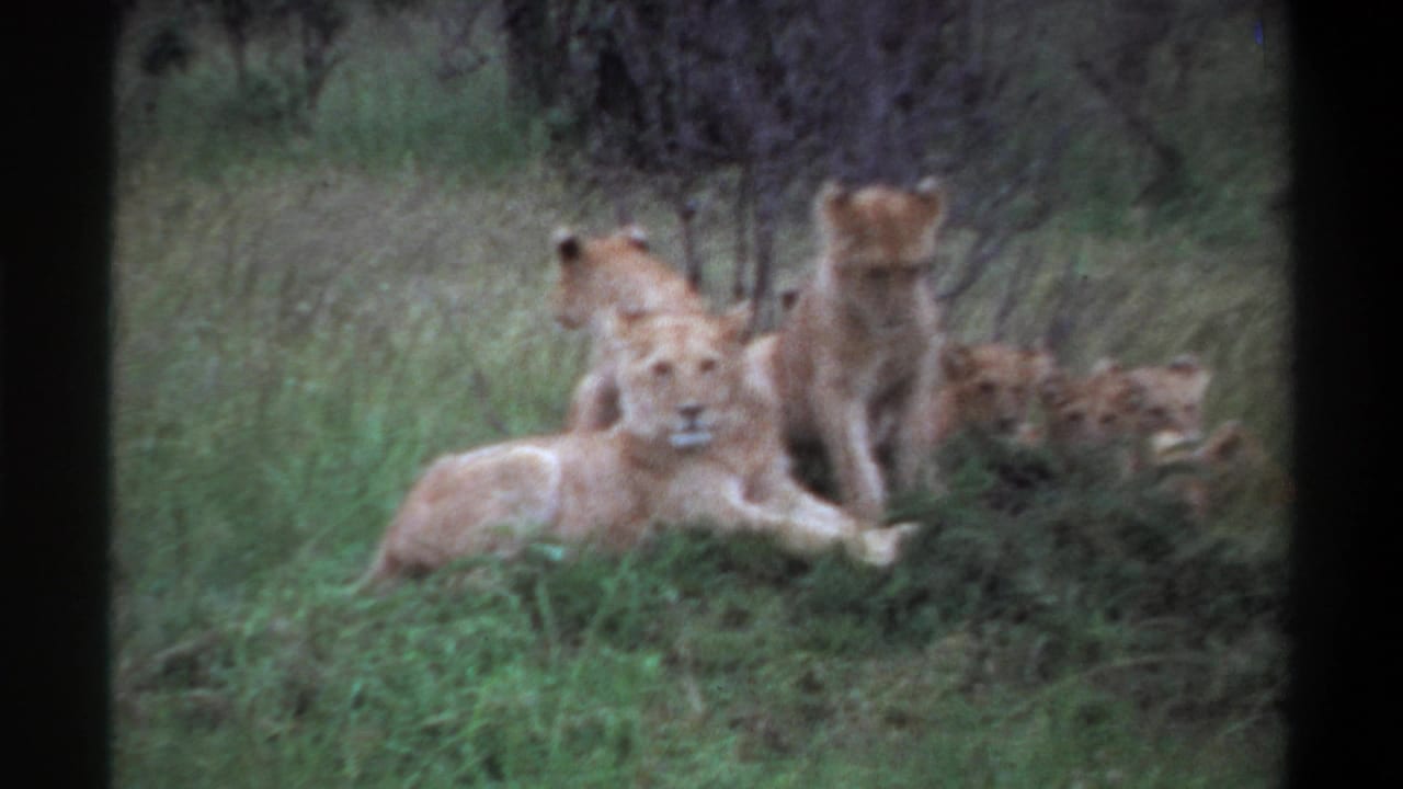 Several lions rest together in grass, with cubs partly hidden at right.