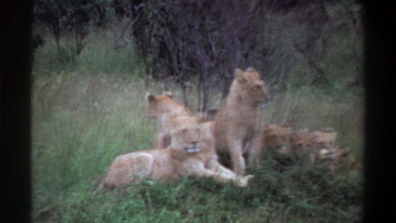 1969 Lagos, Nigeria 8mm frame showing lionesses and cubs in grassland, with one animal turned sideways.