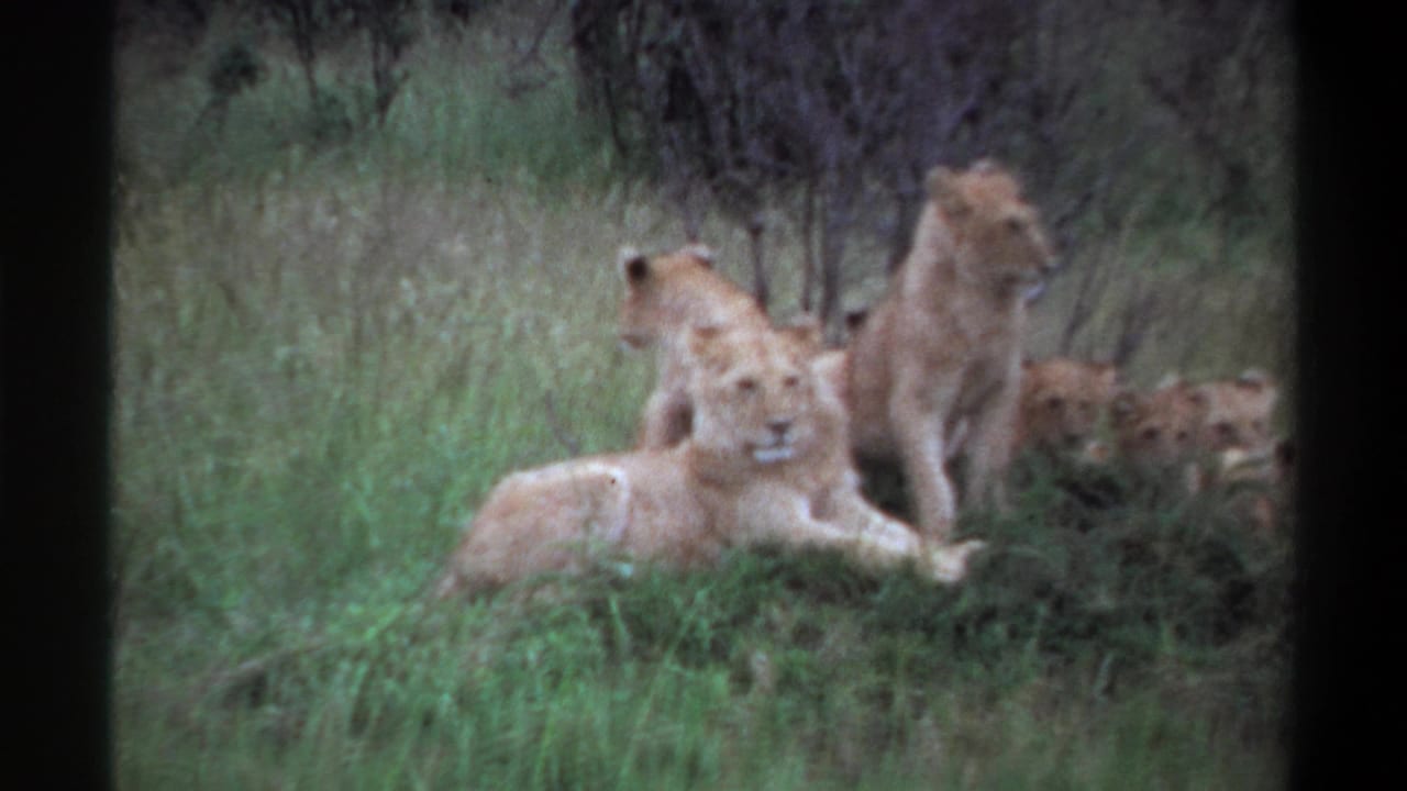 1969 Lagos, Nigeria 8mm frame of a resting lion pride, including lionesses and cubs among tall grass.