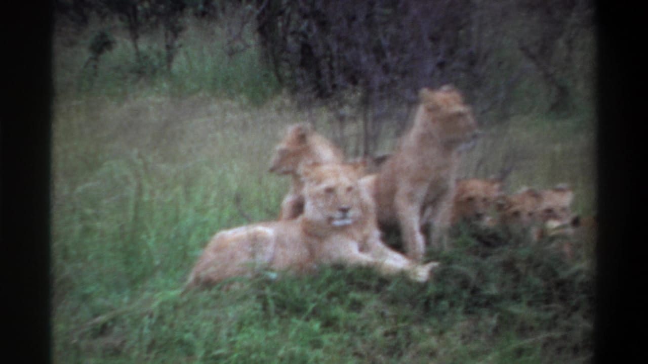 1969 8mm footage from Lagos, Nigeria, showing a lioness resting in tall grass while cubs sit and stand nearby.