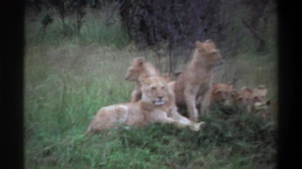 1969 8mm footage from Lagos, Nigeria, showing a lioness resting in tall grass while cubs sit and stand nearby.