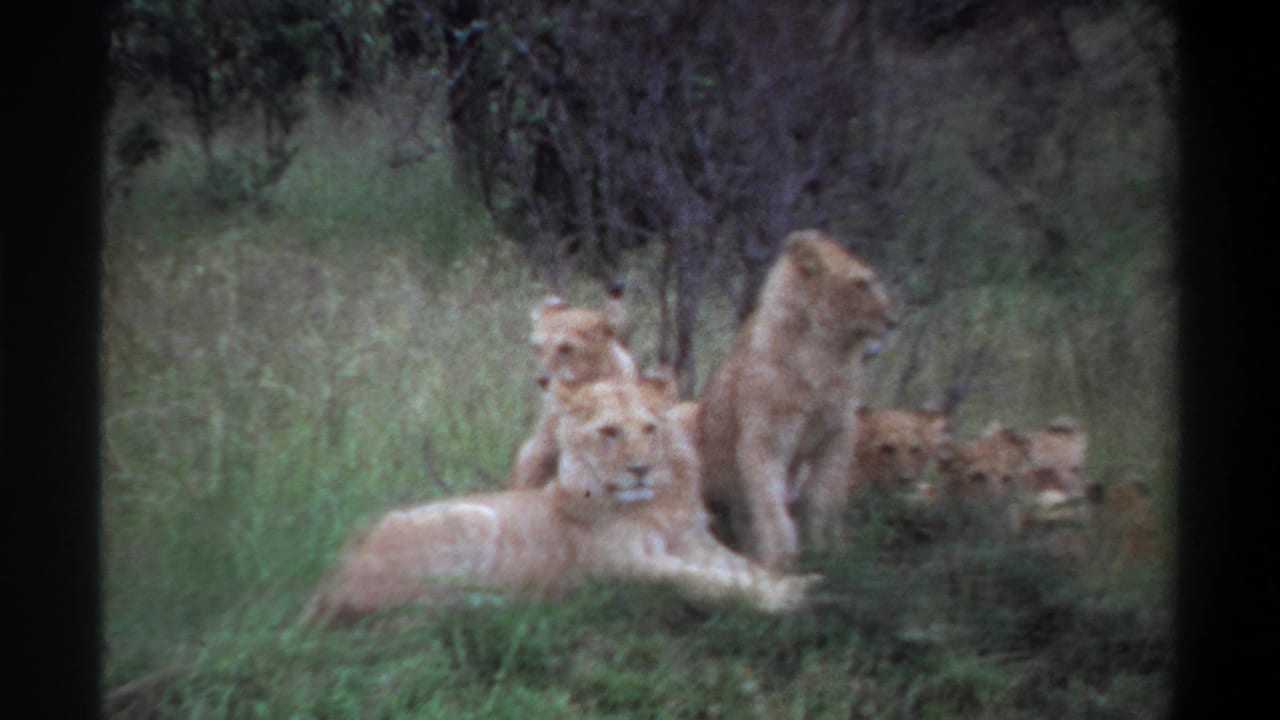 Lioness and cubs resting in a grassy area with brush behind them.