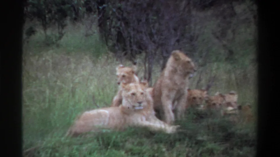 A lioness lies in green grass while young lions remain alert in the background of this 1969 Lagos wildlife footage.