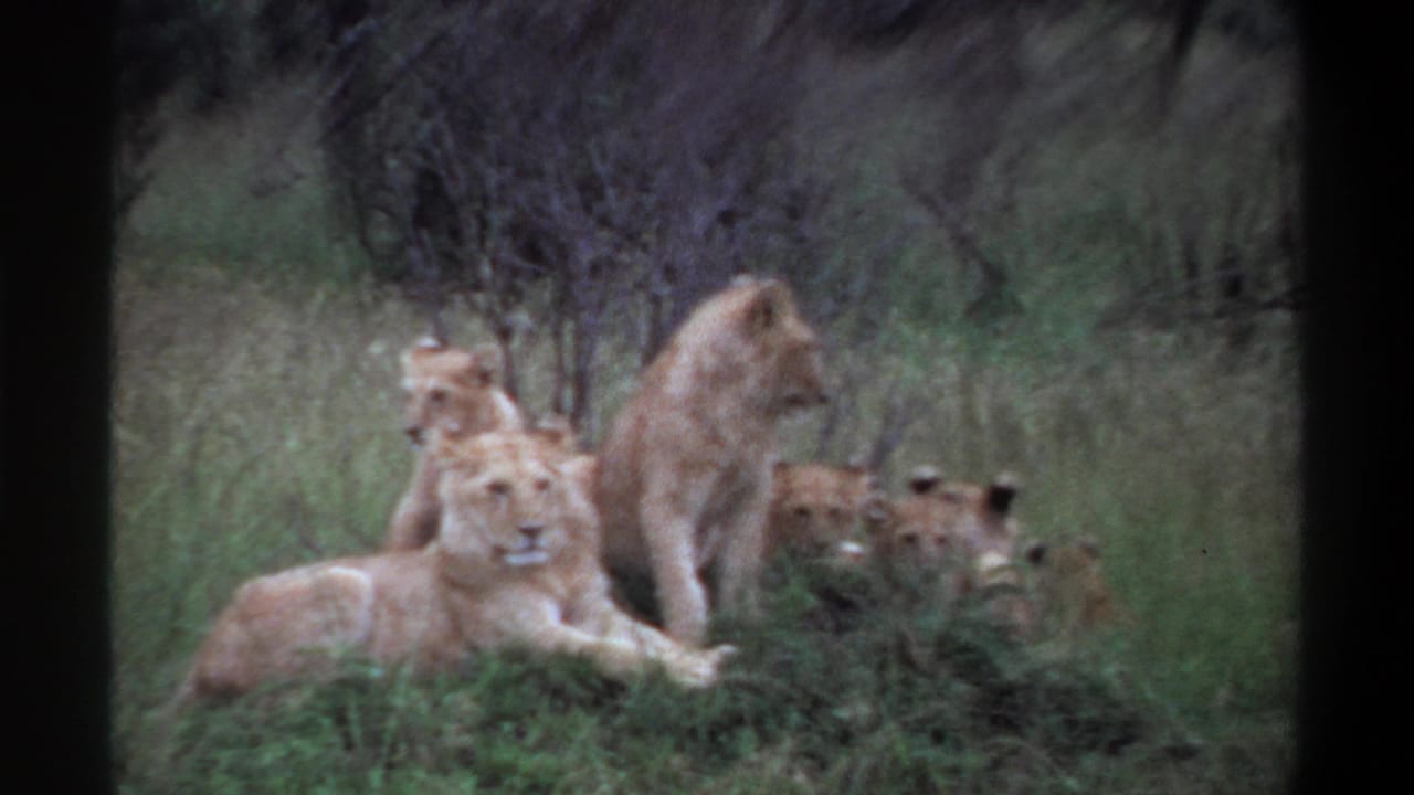 The home-movie frame shows cubs near a reclining lioness, with dense grass and brush softening the distant view.