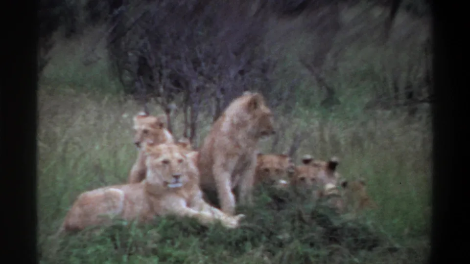The home-movie frame shows cubs near a reclining lioness, with dense grass and brush softening the distant view.