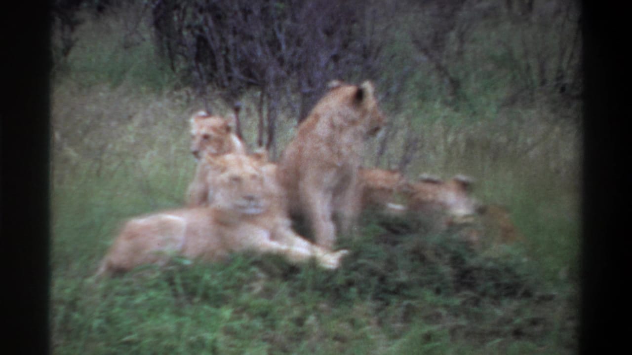 The closing frame shows a lioness reclining in grass as cubs and another adult lion remain close within the brushy habitat.