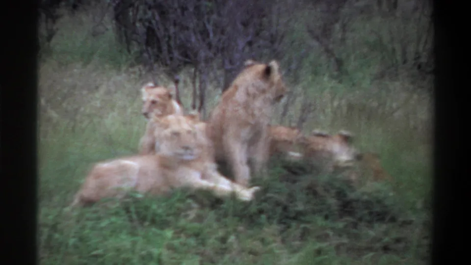 The closing frame shows a lioness reclining in grass as cubs and another adult lion remain close within the brushy habitat.