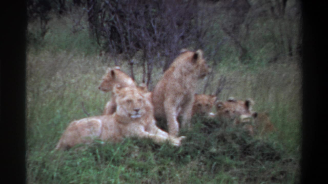 1969 Lagos, Nigeria 8mm frame showing lionesses and cubs resting in tall grass, with one lion facing the camera.