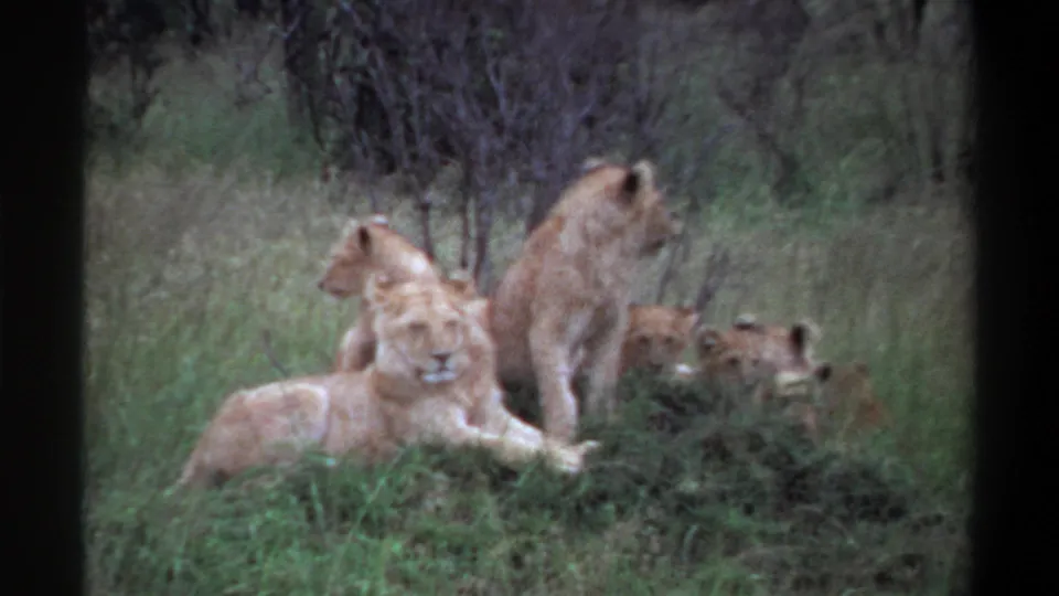 1969 Lagos, Nigeria 8mm frame showing lionesses and cubs resting in tall grass, with one lion facing the camera.
