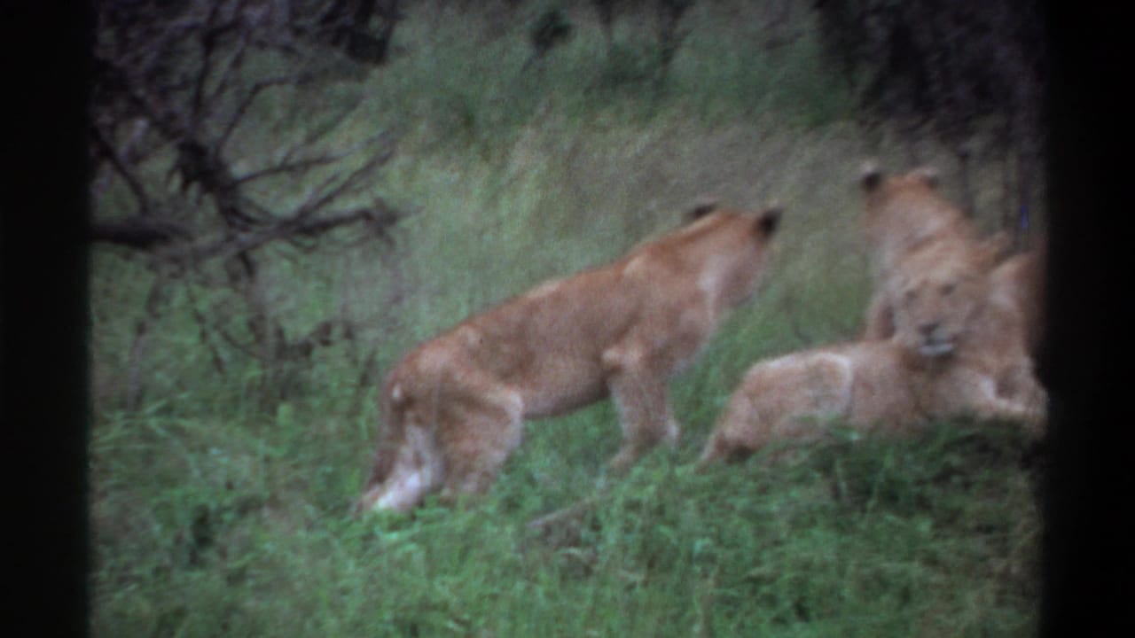 1969 Lagos, Nigeria 8mm frame with lionesses and cubs in grass, including one lioness walking across the frame.