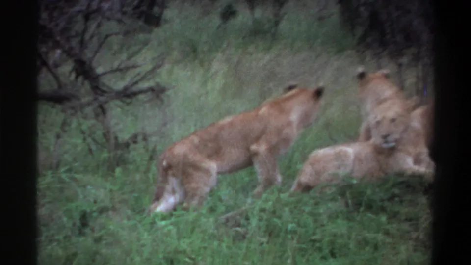 1969 Lagos, Nigeria 8mm frame with lionesses and cubs in grass, including one lioness walking across the frame.