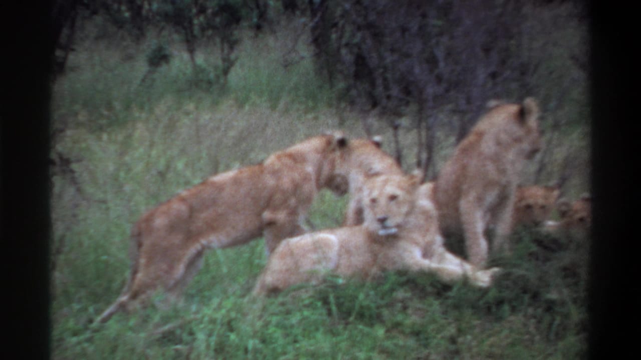 1969 Lagos, Nigeria 8mm frame showing a lioness walking near a resting pride in grassy terrain.