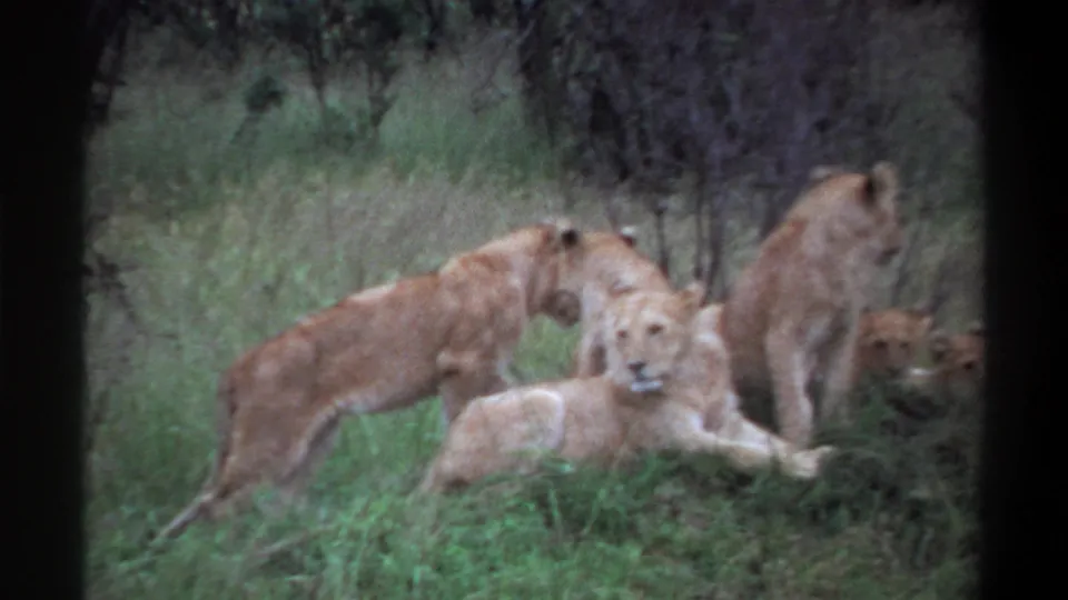 1969 Lagos, Nigeria 8mm frame showing a lioness walking near a resting pride in grassy terrain.