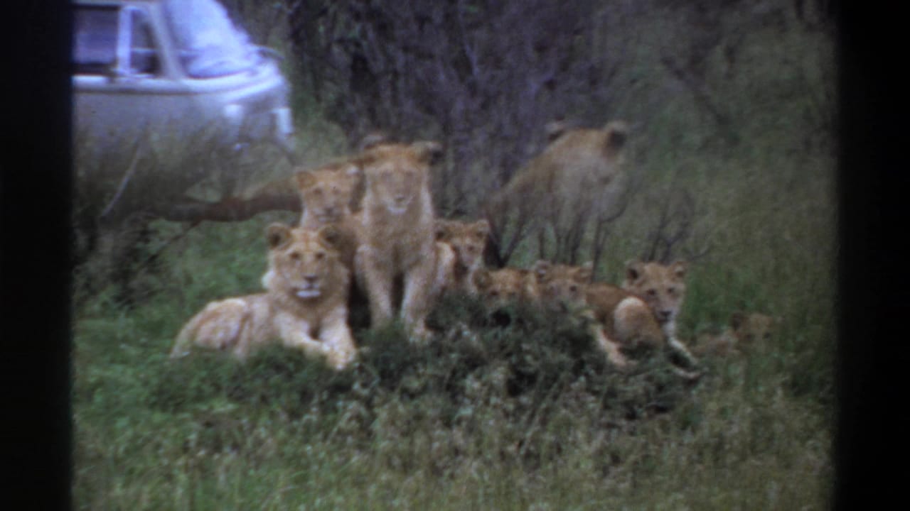 1969 Lagos, Nigeria 8mm frame showing lions in tall grass with a partial van visible beyond the pride.