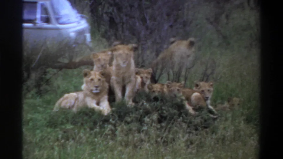 1969 Lagos, Nigeria 8mm frame showing lions in tall grass with a partial van visible beyond the pride.