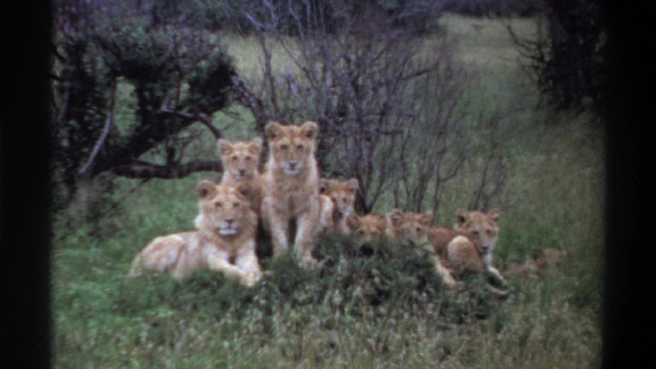 1969 Nigeria-labeled 8mm frame showing several young lions resting on a grassy mound with shrubs and trees behind them.