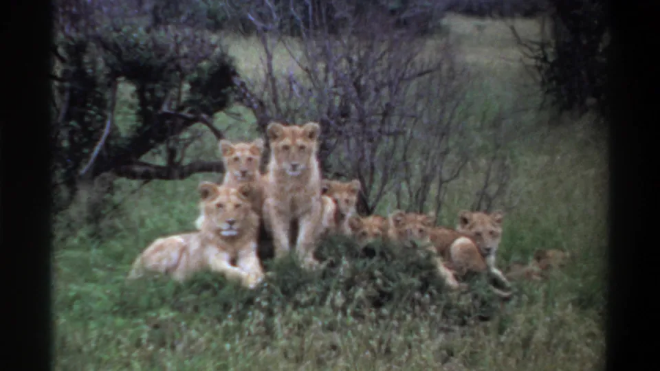 1969 Nigeria-labeled 8mm frame showing several young lions resting on a grassy mound with shrubs and trees behind them.
