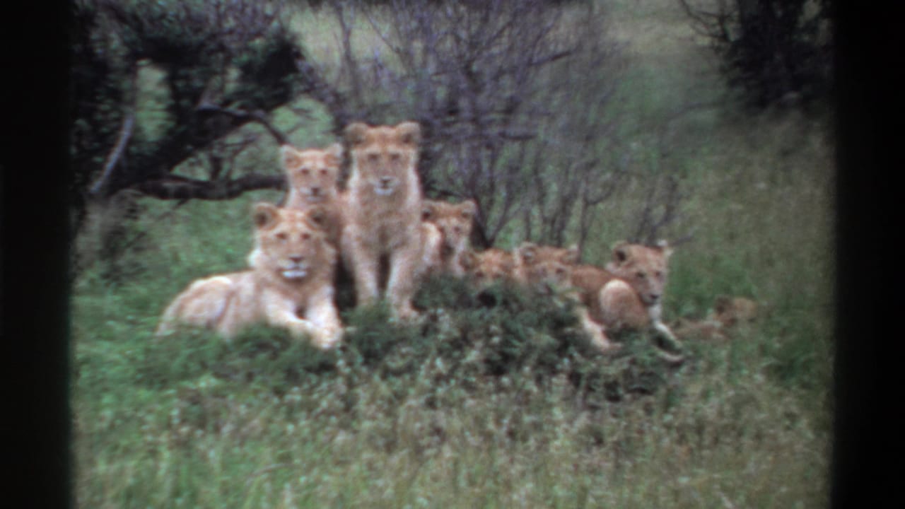 1969 Nigeria-labeled 8mm frame of lion cubs gathered in savanna grass, with several animals looking toward the camera.
